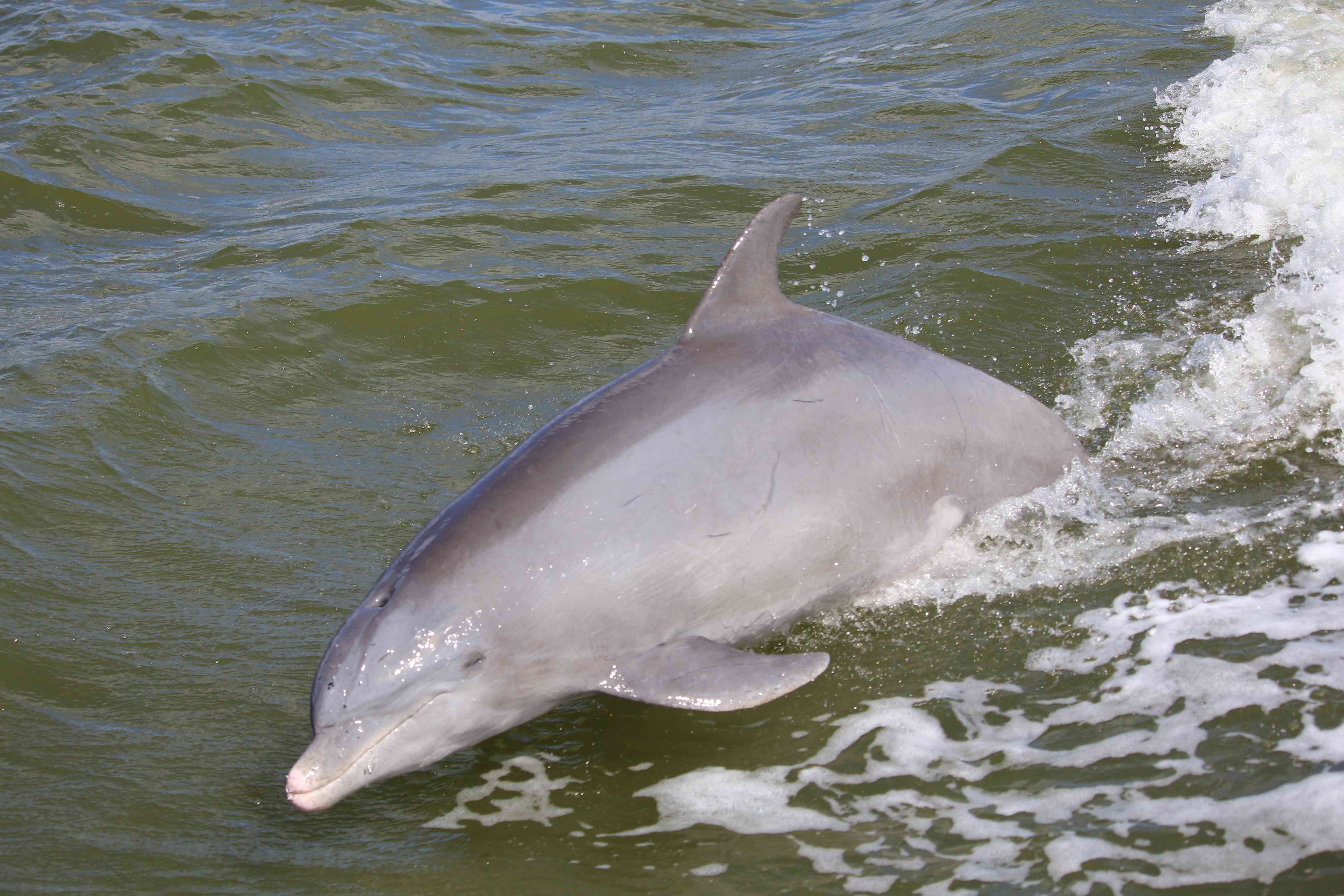 Jumping dolphine